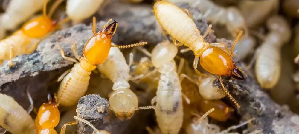 termite swarm