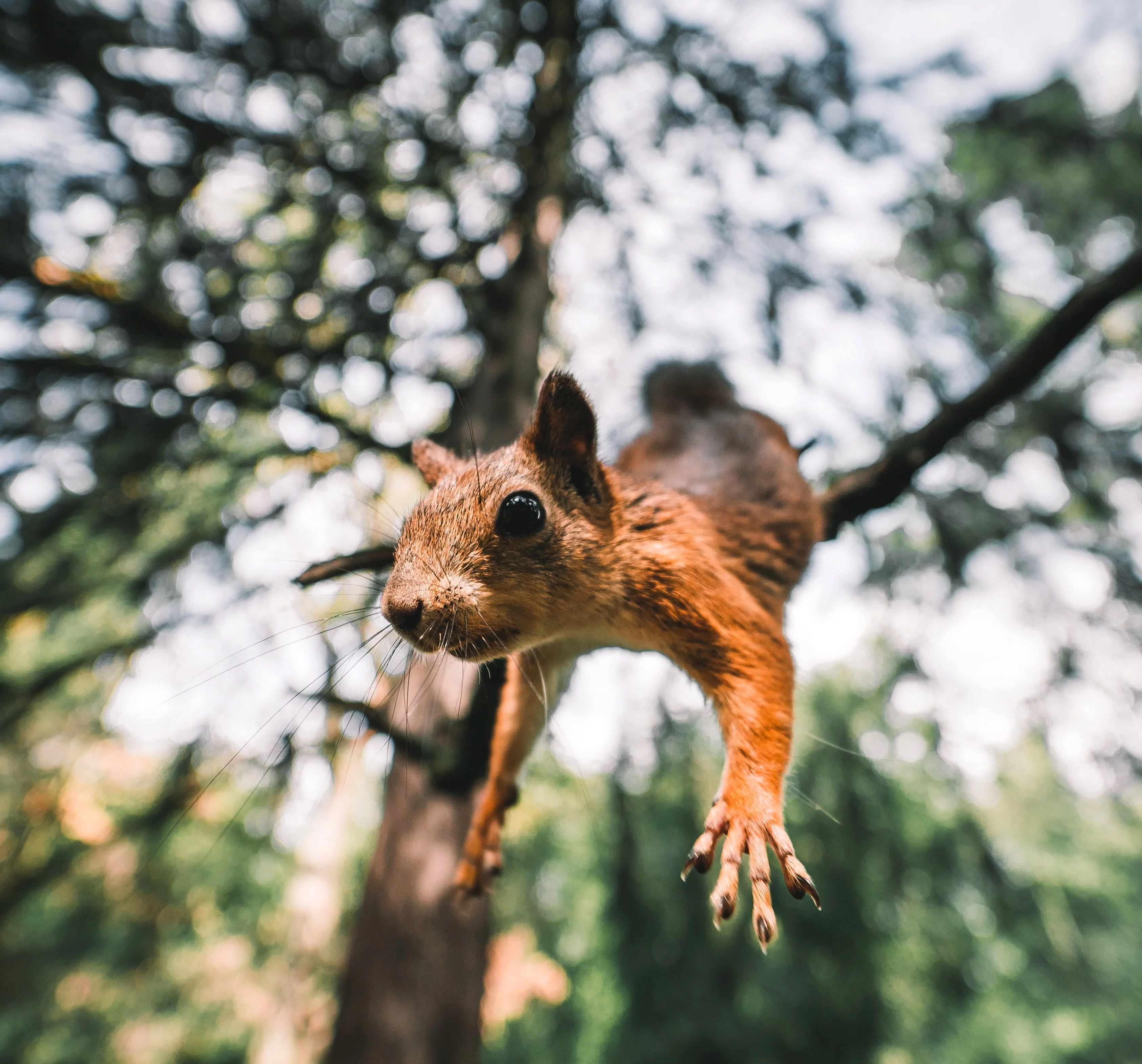 Flying Squirrels - Wildlife Control Connecticut