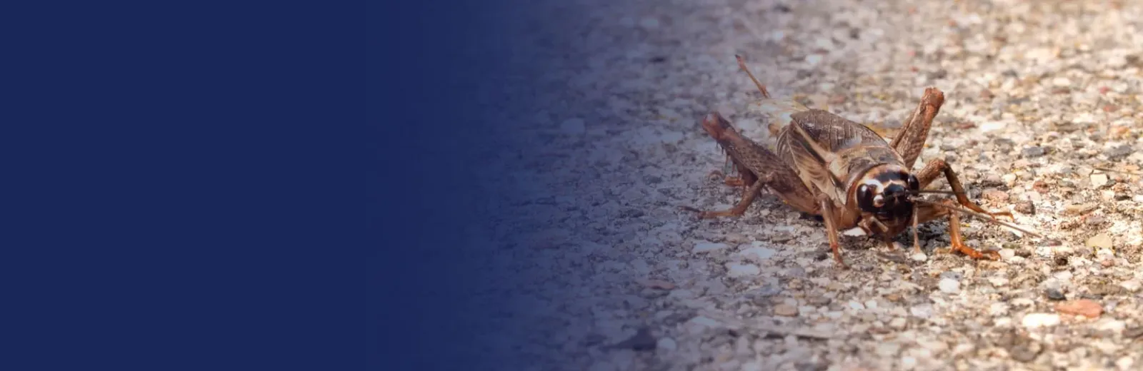 Closeup image of cave cricket
