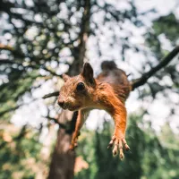 flying squirrel jumping off tree