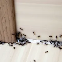 ants at door
