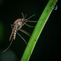 brown and black mosquito on a stem