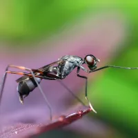 fly on top of a leaf