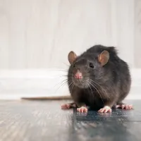 rodent standing on  the floor