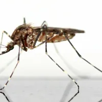mosquito standing up