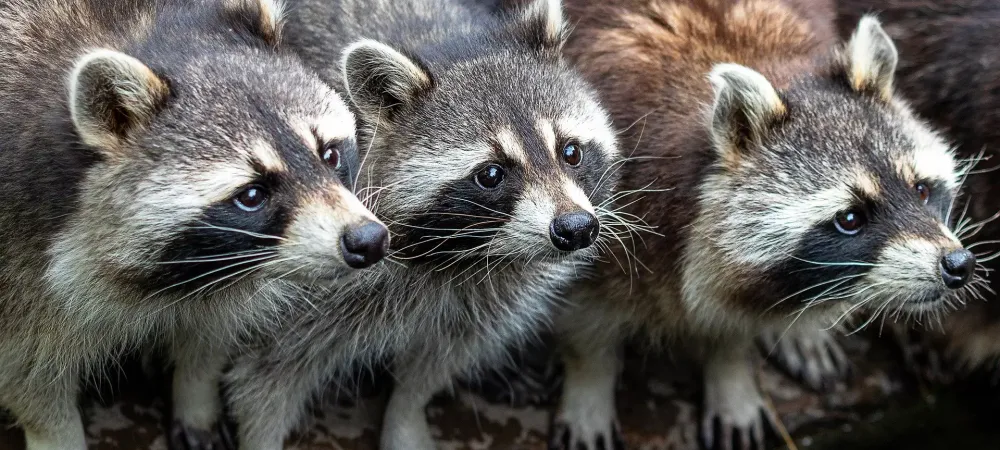 3 raccoons standing together