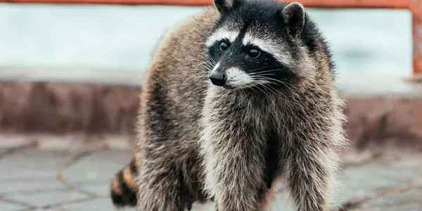Wildlife Racoon