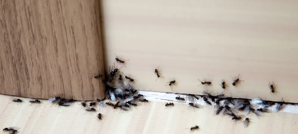 Ants
