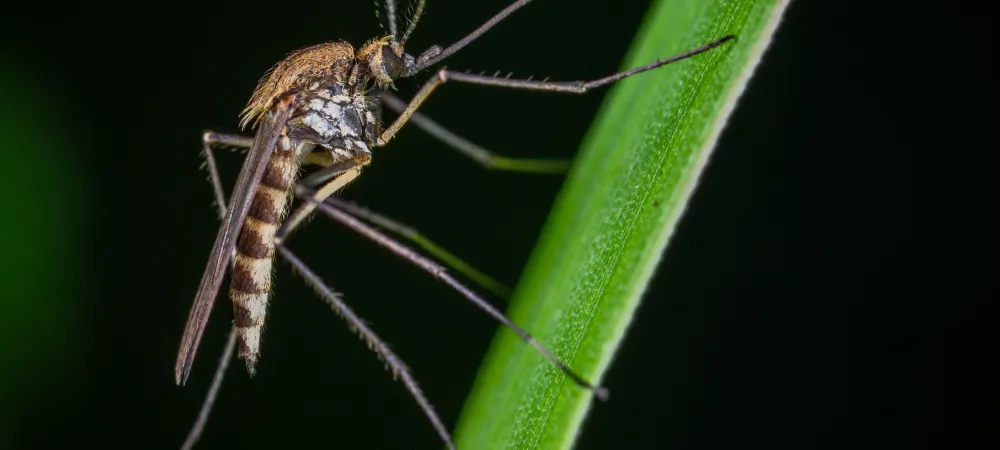 Mosquito on Green Stem
