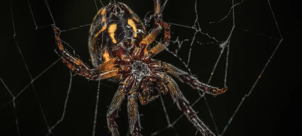 Spider