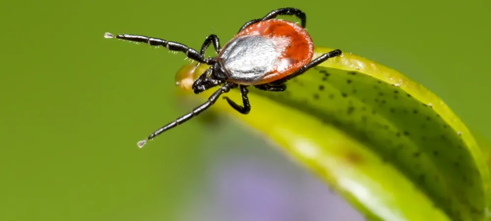 Bed Bug