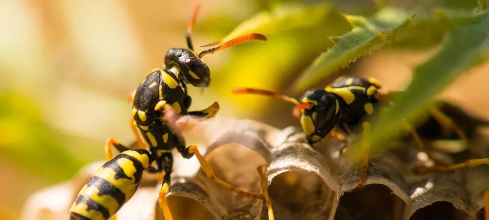 Wasp