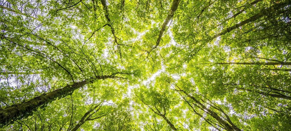 Green Trees