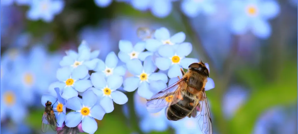 Bee